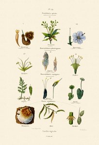 Familias Vegetales, 1833-39 de French School